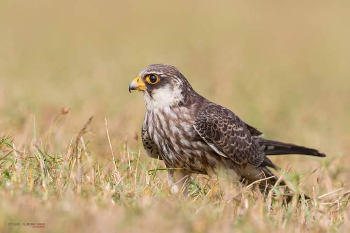 Amur-Falcon in Palghar